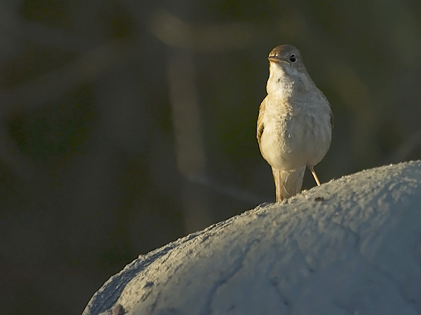 Satakieli, Thrush Nightingale, Luscinia luscinia